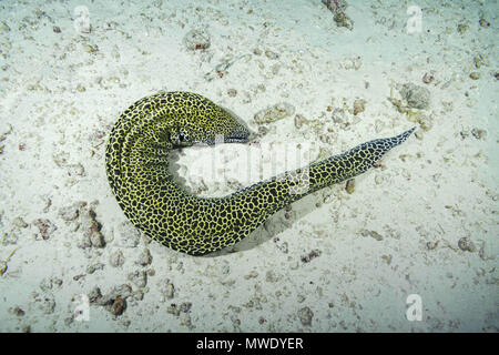 Indischer Ozean, Malediven. 30 Mär, 2018. Honeycomb Muränen (Gymnothorax favagineus) schlucken Beute liegt auf dem Sand Credit: Andrey Nekrasov/ZUMA Draht/ZUMAPRESS.com/Alamy leben Nachrichten Stockfoto