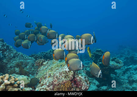 Indischer Ozean, Malediven. 1 Apr, 2018. Schule der Pakistanischen falterfische oder Redtail Falterfische (Chaetodon collare) Schwimmen über Coral Reef Credit: Andrey Nekrasov/ZUMA Draht/ZUMAPRESS.com/Alamy leben Nachrichten Stockfoto