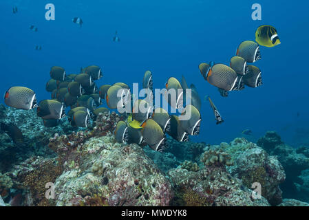 Indischer Ozean, Malediven. 1 Apr, 2018. Schule der Pakistanischen falterfische oder Redtail Falterfische (Chaetodon collare) Schwimmen über Coral Reef Credit: Andrey Nekrasov/ZUMA Draht/ZUMAPRESS.com/Alamy leben Nachrichten Stockfoto