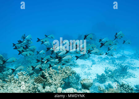 Indischer Ozean, Malediven. 2 Apr, 2018. Schule der Buckelwale Red Snapper Credit: Andrey Nekrasov/ZUMA Draht/ZUMAPRESS.com/Alamy leben Nachrichten Stockfoto