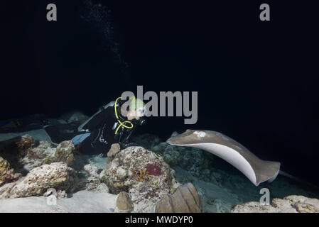 Indischer Ozean, Malediven. 2 Apr, 2018. Weibliche Scuba Diver schaut Stingray in der Nacht. Rosa whipray oder Banane - Schwanz ray Credit: Andrey Nekrasov/ZUMA Draht/ZUMAPRESS.com/Alamy leben Nachrichten Stockfoto