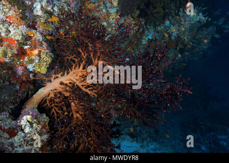 Indischer Ozean, Malediven. 5 Apr, 2018. Cherry Blossom Koralle oder godeffroy's Soft Coral Credit: Andrey Nekrasov/ZUMA Draht/ZUMAPRESS.com/Alamy leben Nachrichten Stockfoto