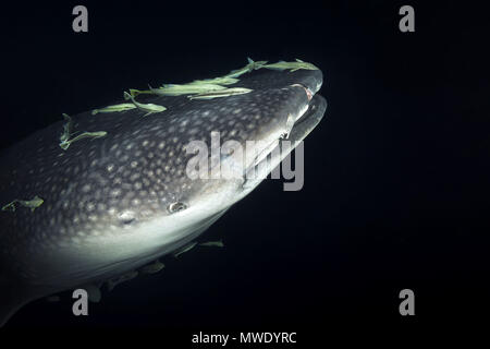 Indischer Ozean, Malediven. 7 Apr, 2018. Portrait der Walhai (Firma IPCON typus) mit Schule der Suckerfish in der Nacht Kreditkarten: Andrey Nekrasov/ZUMA Draht/ZUMAPRESS.com/Alamy leben Nachrichten Stockfoto