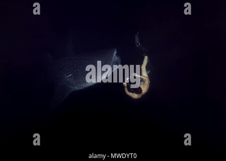 April 7, 2018 - Indo-pazifischen Ozean, Malediven - Mann schießen Walhai (Firma IPCON typus) Filter - Fütterung Plankton in der Nacht Kreditkarten: Andrey Nekrasov/ZUMA Draht/ZUMAPRESS.com/Alamy leben Nachrichten Stockfoto