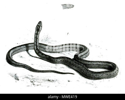 . Englisch: Coronella nototaenia=Hemirhagerrhis nototaenia (Günther, 1864) in den Verfahren der Zoologischen Gesellschaft von London (Vol. 1864, Platte XXVI). 1. September 2012. G.H.Ford 270 Hemirhagerrhis nototaenia Stockfoto