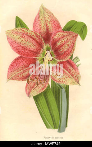 . Hippeastrum pardinum. 1867. Charles Jacques Édouard Morren 279 Hippeastrum pardinum 1. Stockfoto