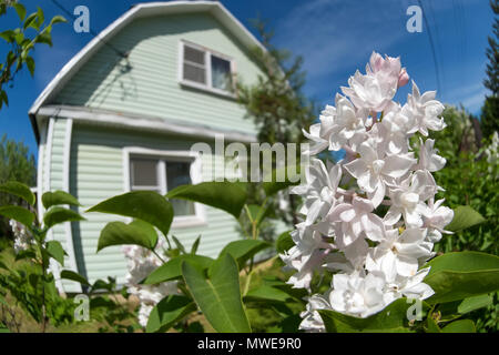 Lila Blumen auf dem Hintergrund von einem Haus im Dorf Stockfoto