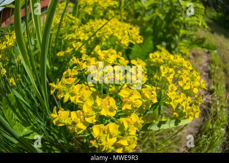 Zierpflanzen Zypressen Wolfsmilch (Euphorbia cyparissias) im Hof eines Hauses Stockfoto