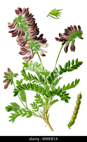 . Englisch: Arten Hedysarum hedysaroides ursprüngliche Buch Quelle: Prof. Dr. Otto Wilhelm Thomé Flora von Deutschland, Österreich und der Schweiz 1885, Gera, Deutschland. 10 April 2014, 14:04:31. Prof. Dr. Otto Wilhelm Thomé Flora von Deutschland, Österreich und der Schweiz 1885, Gera, Deutschland 293 Abbildung: Hedysarum hedisaroides 2 Stockfoto