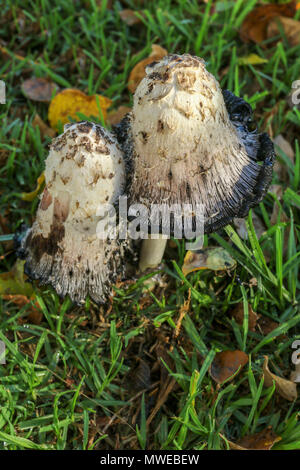 Shaggy ink-cap Pilze im Grünland Stockfoto