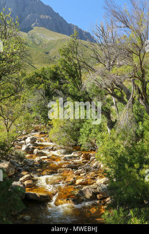 Eerste River durch Anrainerstaaten Landschaft der Jonkershoek Naturreservat fließende, Garden Route, Südafrika Stockfoto