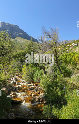 Eerste River durch Anrainerstaaten Landschaft der Jonkershoek Naturreservat fließende, Garden Route, Südafrika Stockfoto