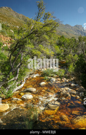 Eerste River durch Anrainerstaaten Landschaft der Jonkershoek Naturreservat fließende, Garden Route, Südafrika Stockfoto