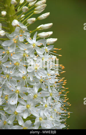 Der Wüste Kerzen im frühen Frühling in der Nähe, weiße Eremurus im Frühjahr Stockfoto