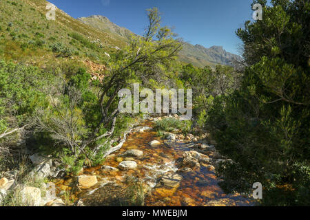 Eerste River durch Anrainerstaaten Landschaft der Jonkershoek Naturreservat fließende, Garden Route, Südafrika Stockfoto