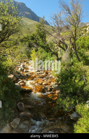 Eerste River durch Anrainerstaaten Landschaft der Jonkershoek Naturreservat fließende, Garden Route, Südafrika Stockfoto