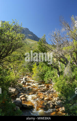 Eerste River durch Anrainerstaaten Landschaft der Jonkershoek Naturreservat fließende, Garden Route, Südafrika Stockfoto