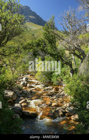 Eerste River durch Anrainerstaaten Landschaft der Jonkershoek Naturreservat fließende, Garden Route, Südafrika Stockfoto