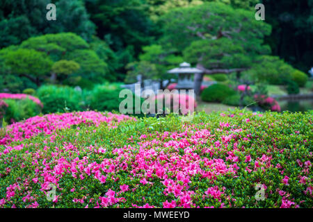 Shinjuku Gyoen Gärten in Shinjuku, Tokyo, waren ursprünglich eine königliche Residenz aber sind nun für die Öffentlichkeit zugänglich. Stockfoto