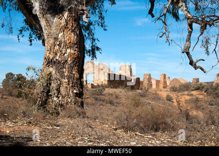 Kanyaka South Australia, Stamm der alten Gummi Baum mit verlassenen Siedlung Abstand Stockfoto