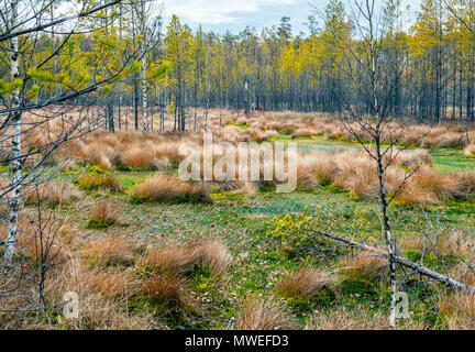 Sumpf in der sibirischen Taiga. Stockfoto