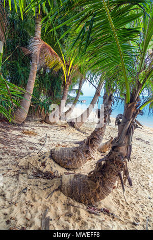 Kokos Insel Koh Samui in Thailand. Stockfoto