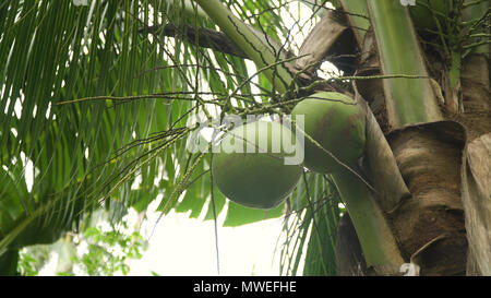 Grünen Kokosnuss am Baum. Kokosnüsse auf einer Palme an einem sonnigen Tag. Stockfoto