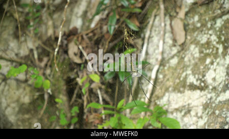 Große tropische nephila Spider, golden Orb im Web. Golden Orb Weben Seide Spinne warten auf Ihrer Webseite. Nephila pilipes. Philippinen. Stockfoto