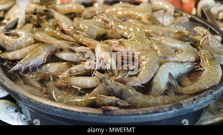 Garnele auf Eis auf den Zähler für den asiatischen Markt. Frisch gefangenen Krabben oder Parapenaeus longirostris auf die Theke mit Eis bei die Fische Shop. Die rohe Garnelen in Fish shop zum Verkauf. Philippinen. Stockfoto