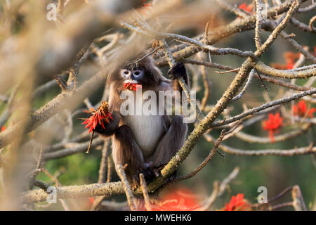 Phayre Blatt's Monkey (Trachypithecus Satchari phayrei), Nationalpark, Habiganj, Bangladesch Stockfoto