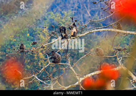 Phayre Blatt's Monkey (Trachypithecus Satchari phayrei), Nationalpark, Habiganj, Bangladesch Stockfoto