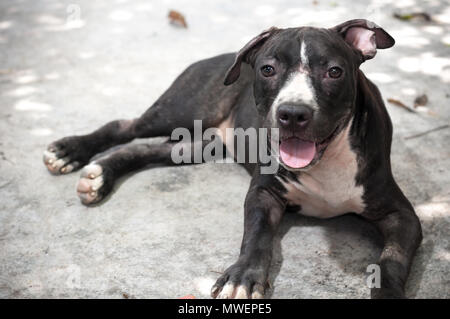 Schwarz Pit Bull Welpen suchen Lächeln lustig sitzen auf konkreten Hintergrund Stockfoto