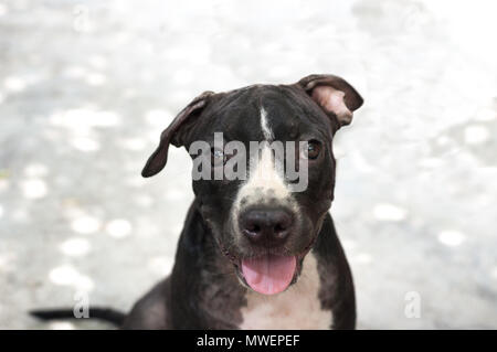 Schwarz Pit Bull Welpen suchen Lächeln lustig sitzen auf konkreten Hintergrund Stockfoto