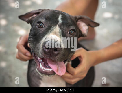 Schwarz Pit Bull Welpen suchen Lächeln lustig sitzen auf konkreten Hintergrund Stockfoto