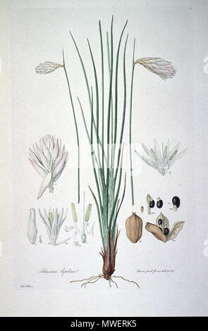 . Dies ist ein Scan der Platte 1 von Ferdinand Bauer Illustrationes Florae Novae Hollandiae. Die Anlage ist Johnsonia lupulina. Anfang des 19. Jahrhunderts. Ferdinand Bauer (1760-1826) 322 Johnsonia lupulina (Illustrationes Florae Novae Hollandiae Platte 1) Stockfoto