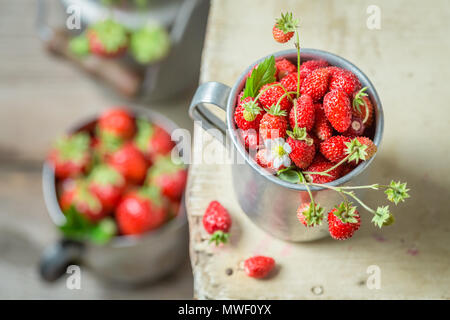 Saftig und frisch wilde Erdbeeren in alte Metall Becher Stockfoto