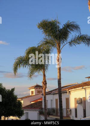Zwei hohe Palmen gegen den blauen Himmel in Almunecar Andalusien Stockfoto