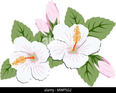 Schöne rosa Hibiskus Blumen mit Blättern auf weißem Hintergrund Stock Vektor