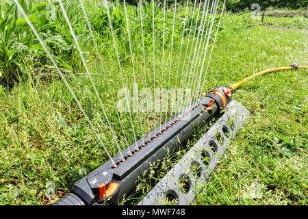 Wasser-Sprinkler Bewässerung eines Garten-Rasensprenger Stockfoto