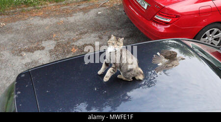 Ein Mistle thrush Geschwindigkeit hinter einer Katze, sitzend auf dem Dach eines Autos ist Stockfoto