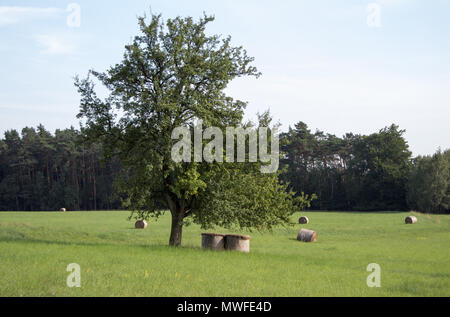 Ein einsamer Baum in der Mitte einer Wiese, und darunter sind Heuballen. Stockfoto