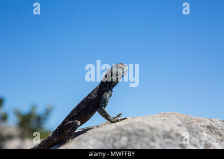 Southern Rock Agama Lizard auf einem Felsen mit blauem Himmel Hintergrund Stockfoto