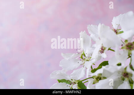 Close-up Weiß apple tree Blumen auf rosa Hintergrund. Stockfoto