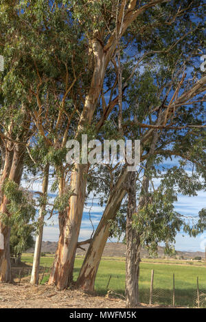 Eukalyptus Bäume auf Ackerland in der Nähe von Oudtshoorn an der Garden Route, Südafrika Stockfoto