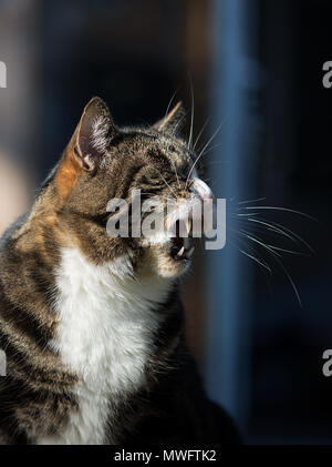 Schöne stilvolle Hauskatze Stockfoto