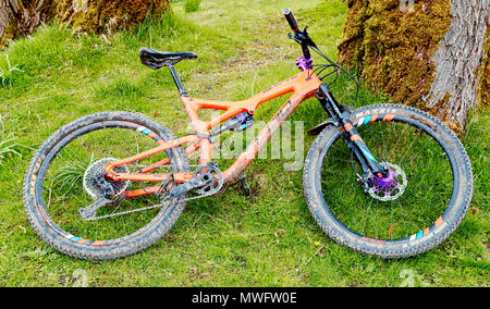 Ein Mountainbike auf Gras neben einem Baum an einem Woodland Trail Stockfoto
