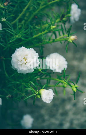 Gemeinsame Portulak, Verdolaga, Pigweed, wenig Scharfkraut, Pusley. Stockfoto