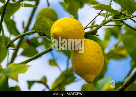 Mallorca, 2 feste Reife zitronen gelb auf grün Lemon Tree Stockfoto