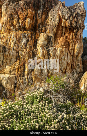 Langbaai Strand und Felsformationen auf der Hermanus Cliff Walk, Garden Route, Südafrika Stockfoto