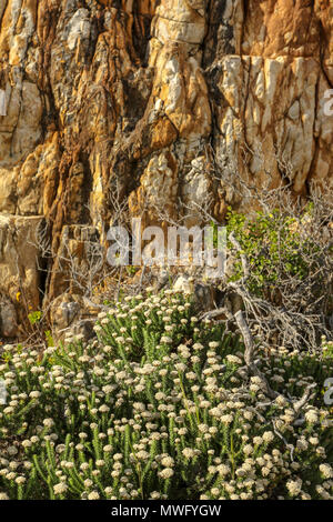 Langbaai Strand und Felsformationen auf der Hermanus Cliff Walk, Garden Route, Südafrika Stockfoto